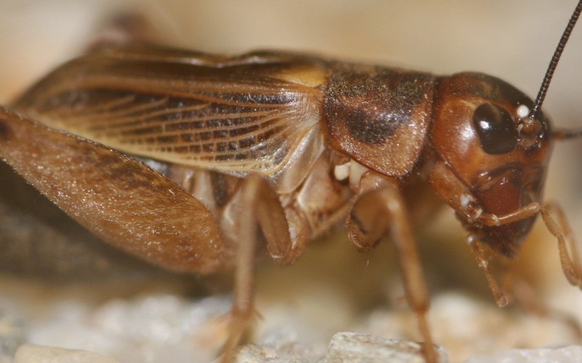 Gryllus assimilis