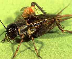 Cricket and Fly