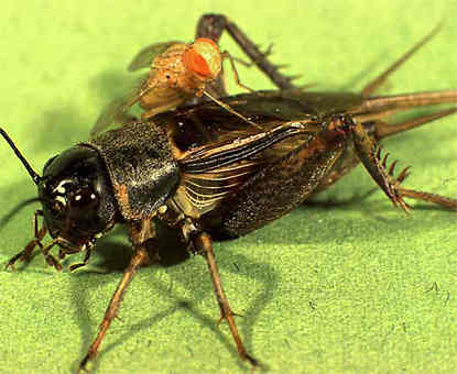 Cricket and Fly