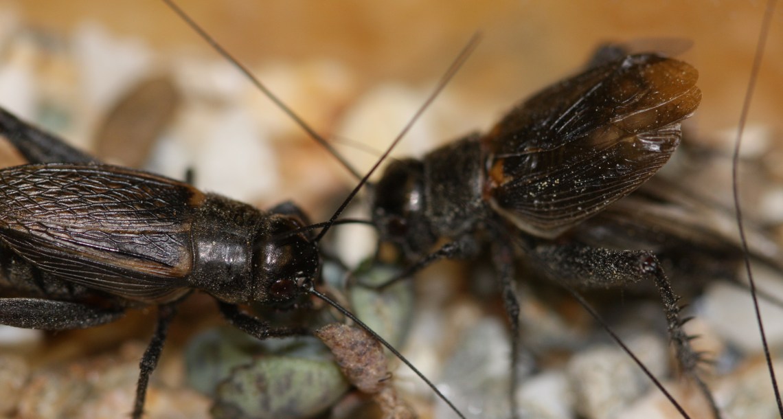 Gryllus veletis