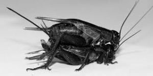 MatingCrickets