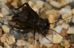 Gryllus pennsylvanicus: Fall field cricket