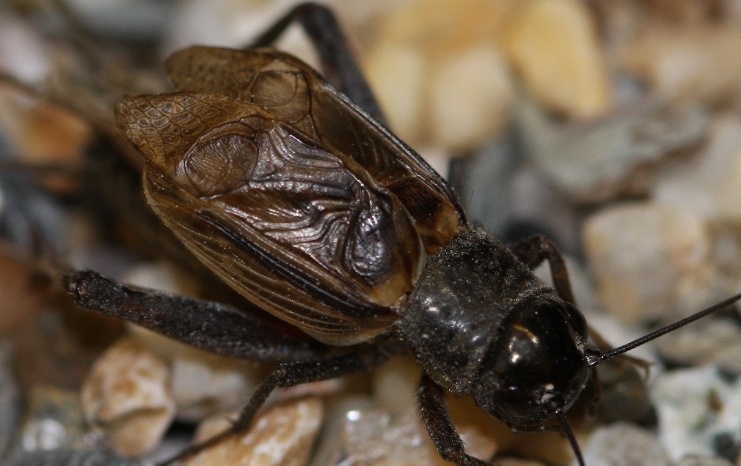 Gryllus texensis