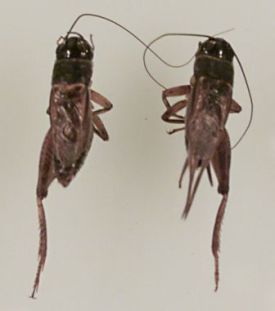 Variation in wing morphology