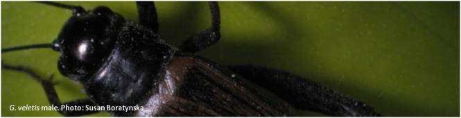 veletisfe male banner